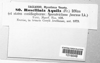 Rosellinia aquila image